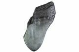 Partial, Fossil Megalodon Tooth - South Carolina #374956-1